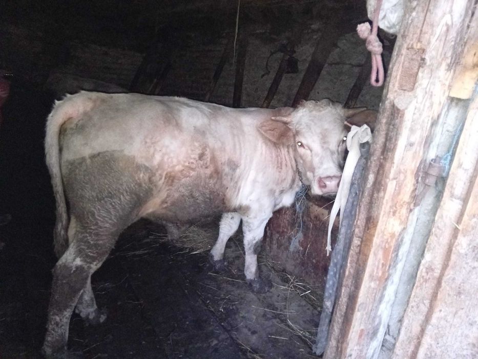 Junincă  si tăuraș