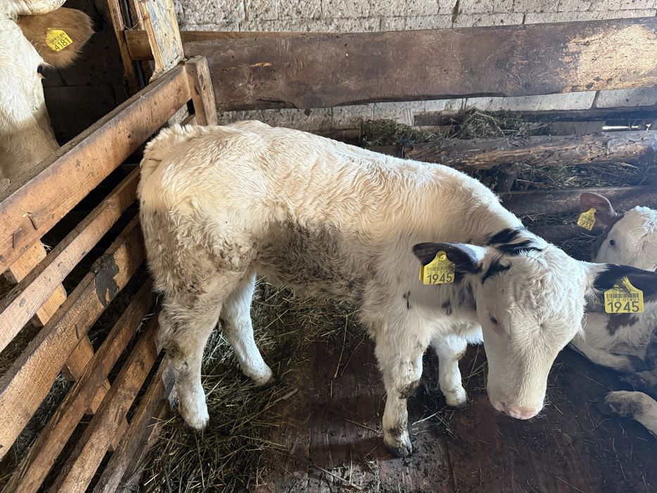 Vand vaca baltata cu vitel albastru