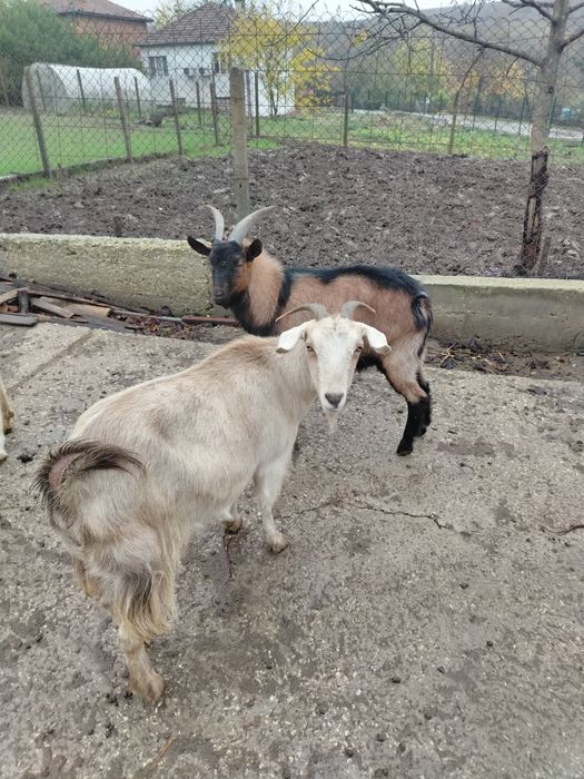 Две кози, заплодени