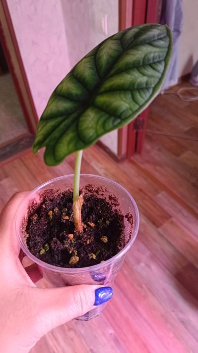 Детки алоказии Сильвер небула и шкура дракона