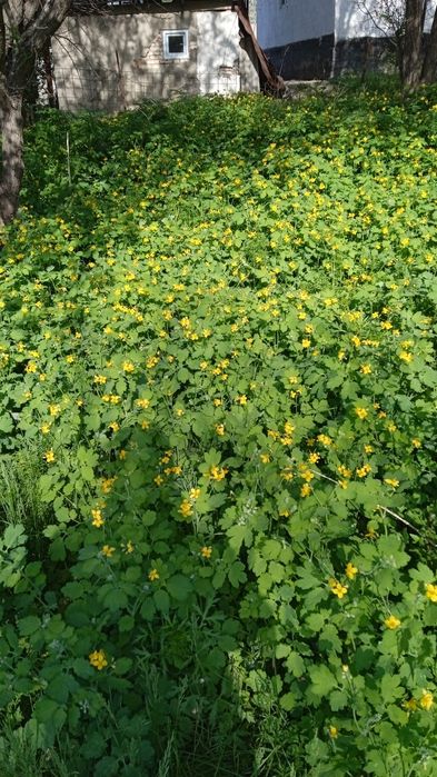 Продам дачный участок