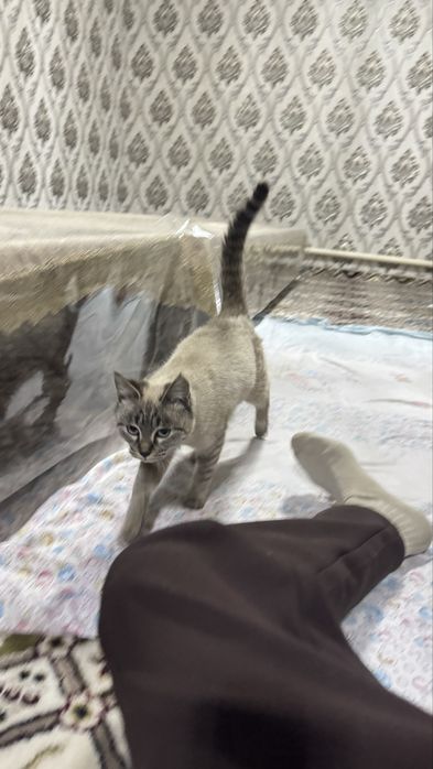 Scotish fold short hair pruvaznoy onasi fold otasi straight