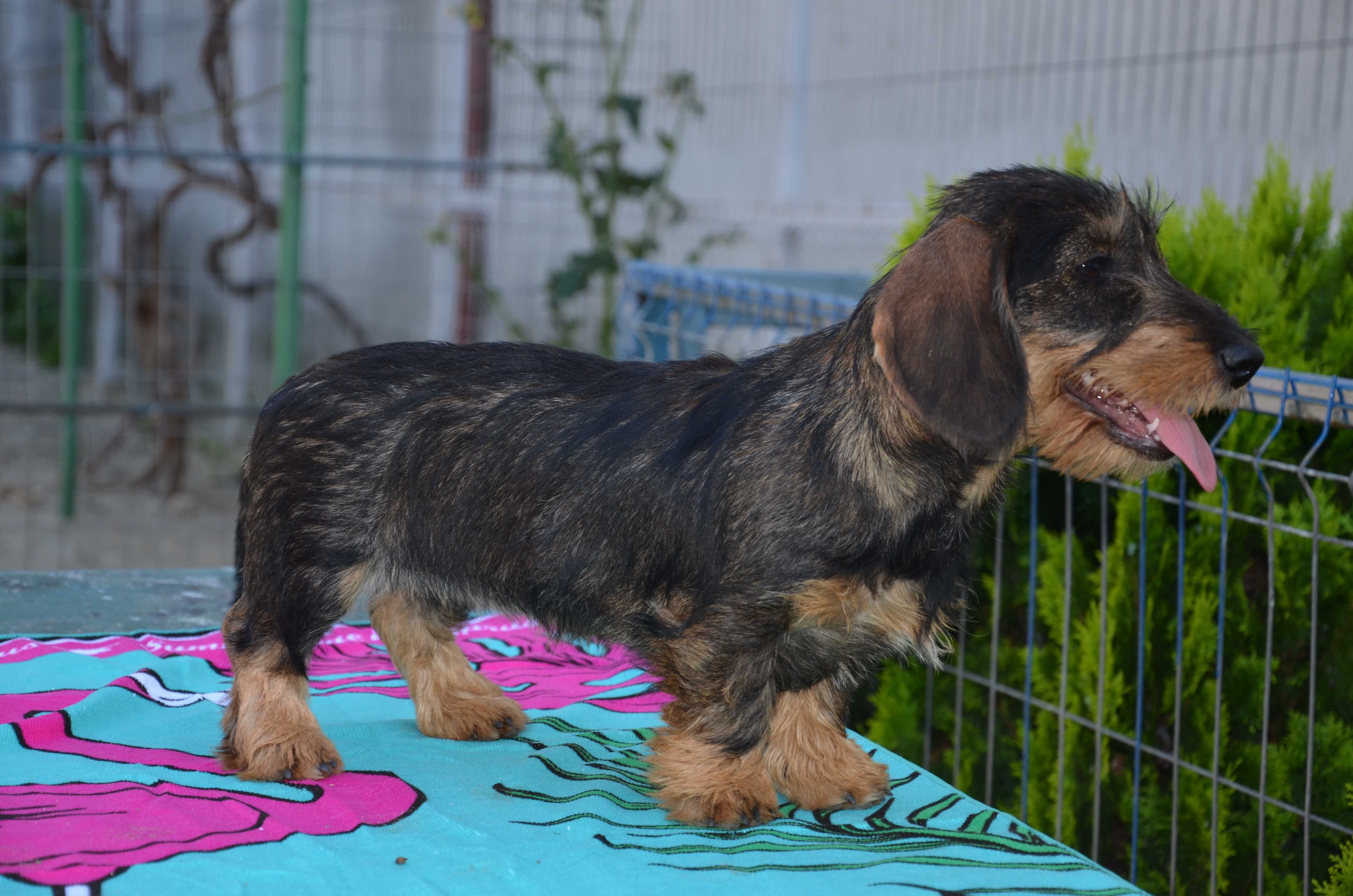 Femela de teckel sarmos standard cu Pedigree A