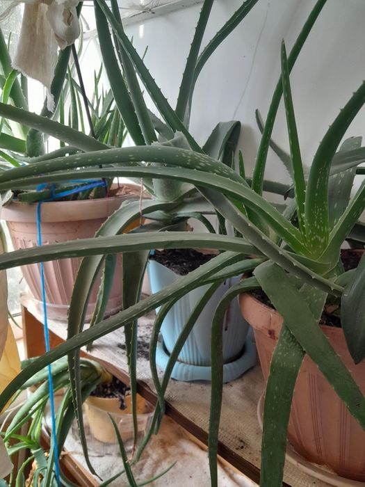 Алоэ лечебный мясистый