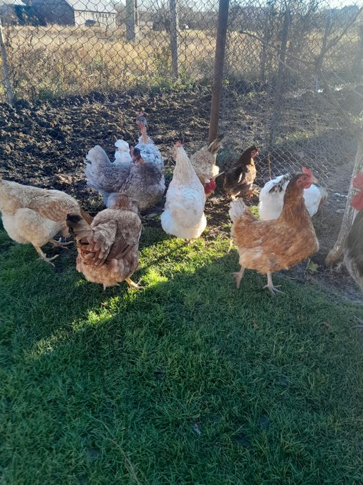 Vînd gaini de casa de anul trecut