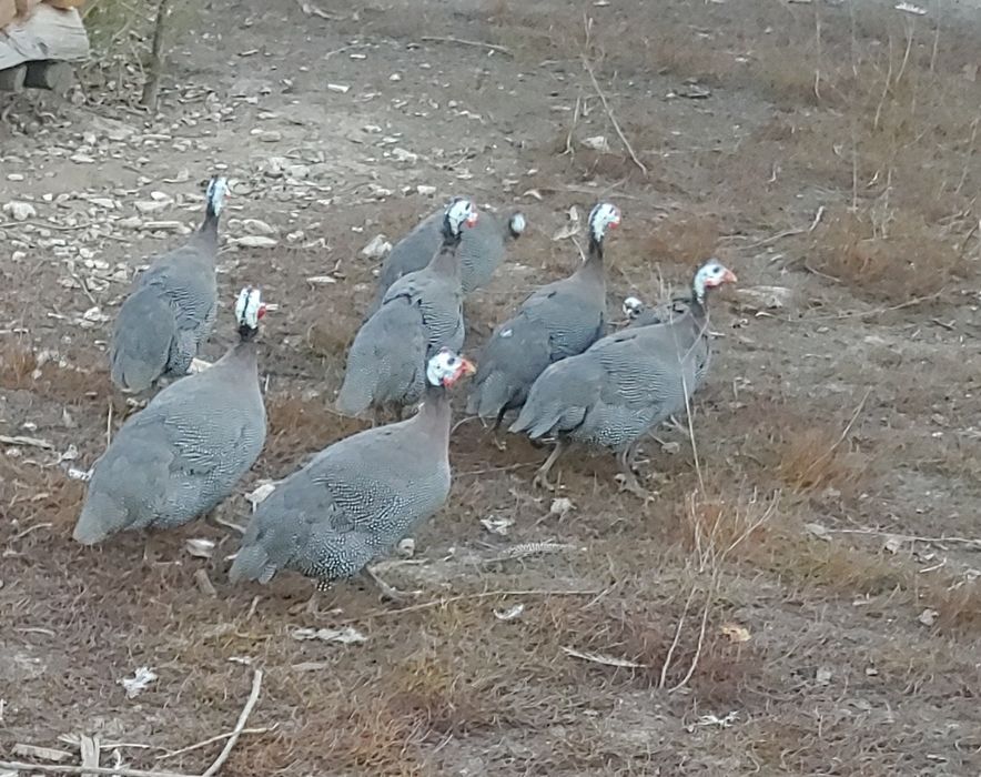Bibilici pirchite de carne