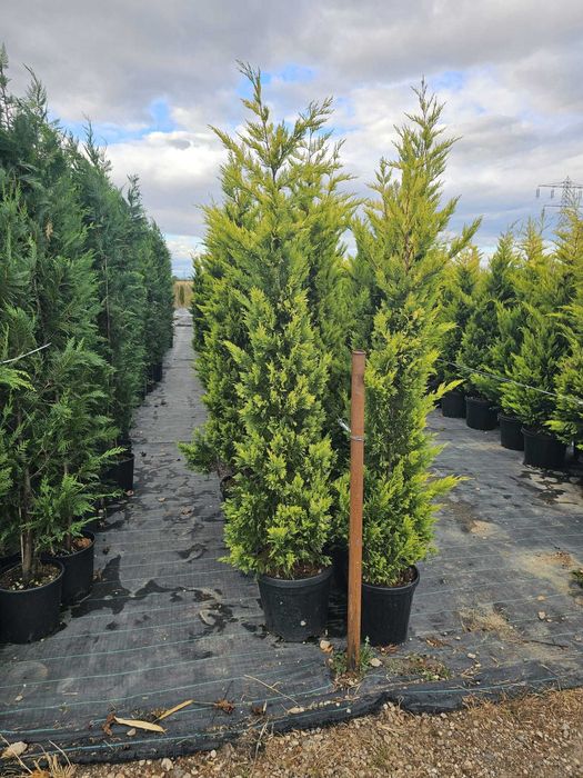 Transport Național și Plantare | Tuia, Tei, Frasini Ornamentali
