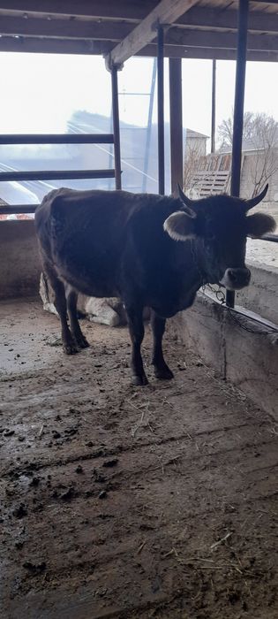 Продам  первотелок молочных пород.