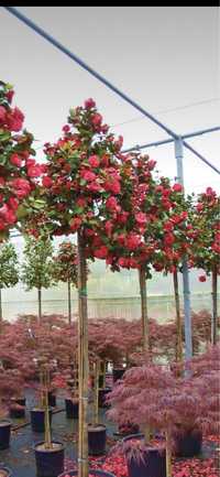 Copacii ornamentali ;magnoli,camelias,trandafiri