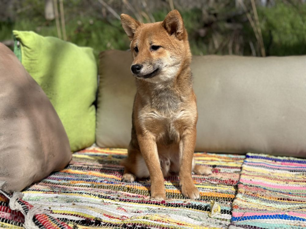 Шиба Ину (Shiba Inu)