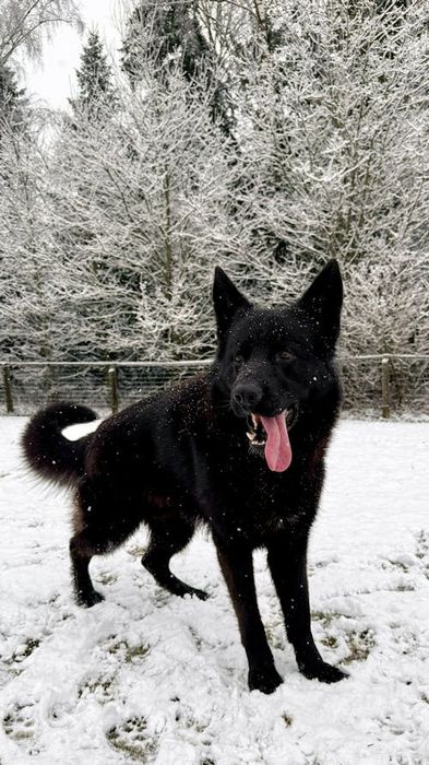 Продаю немецкую овчарку, 7 месяцав