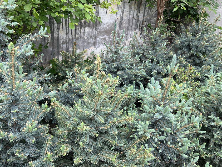 Арча Голубой [Ел]