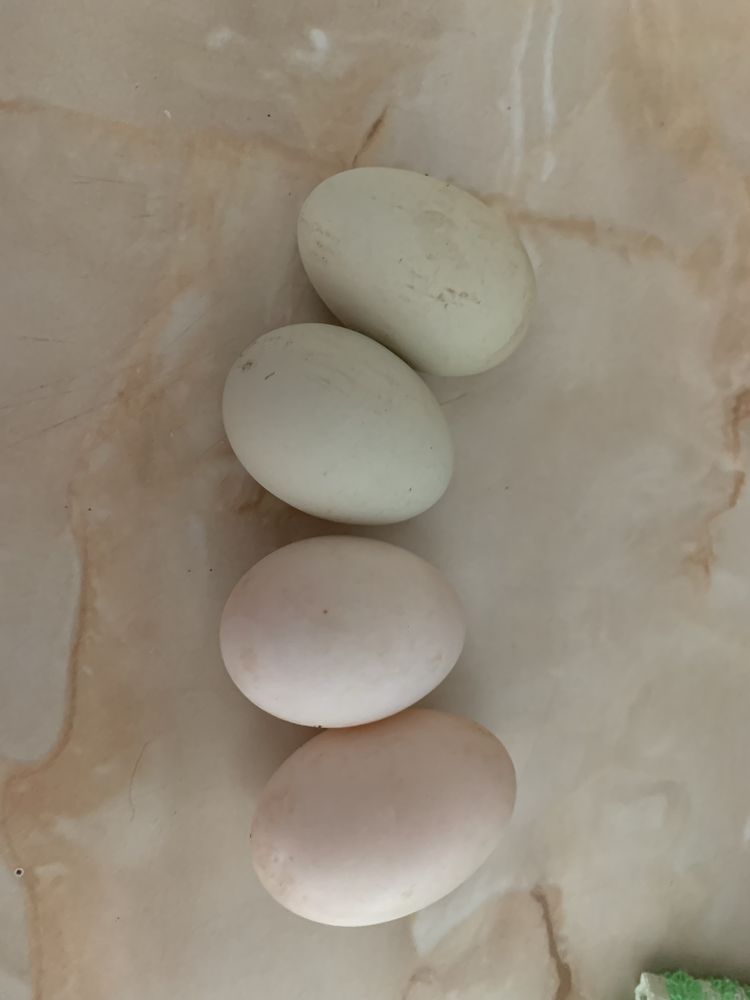 Vând ouă găină și rață proaspete