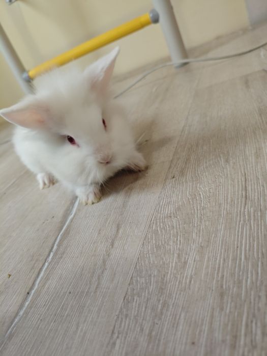 Декоративно зайче Лъвска глава Мини зайче