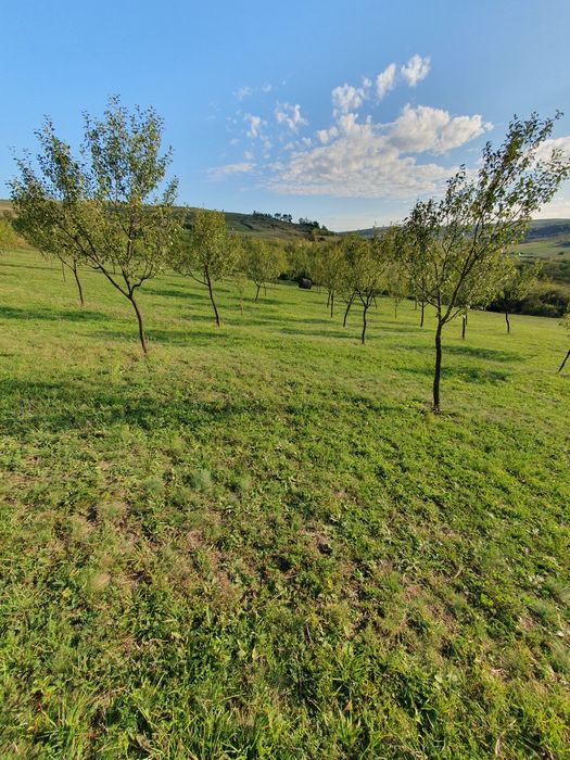 Livada de pomi tineri