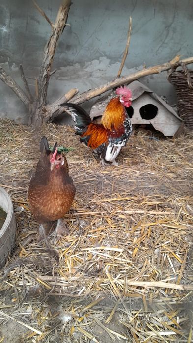 Vând găini americane