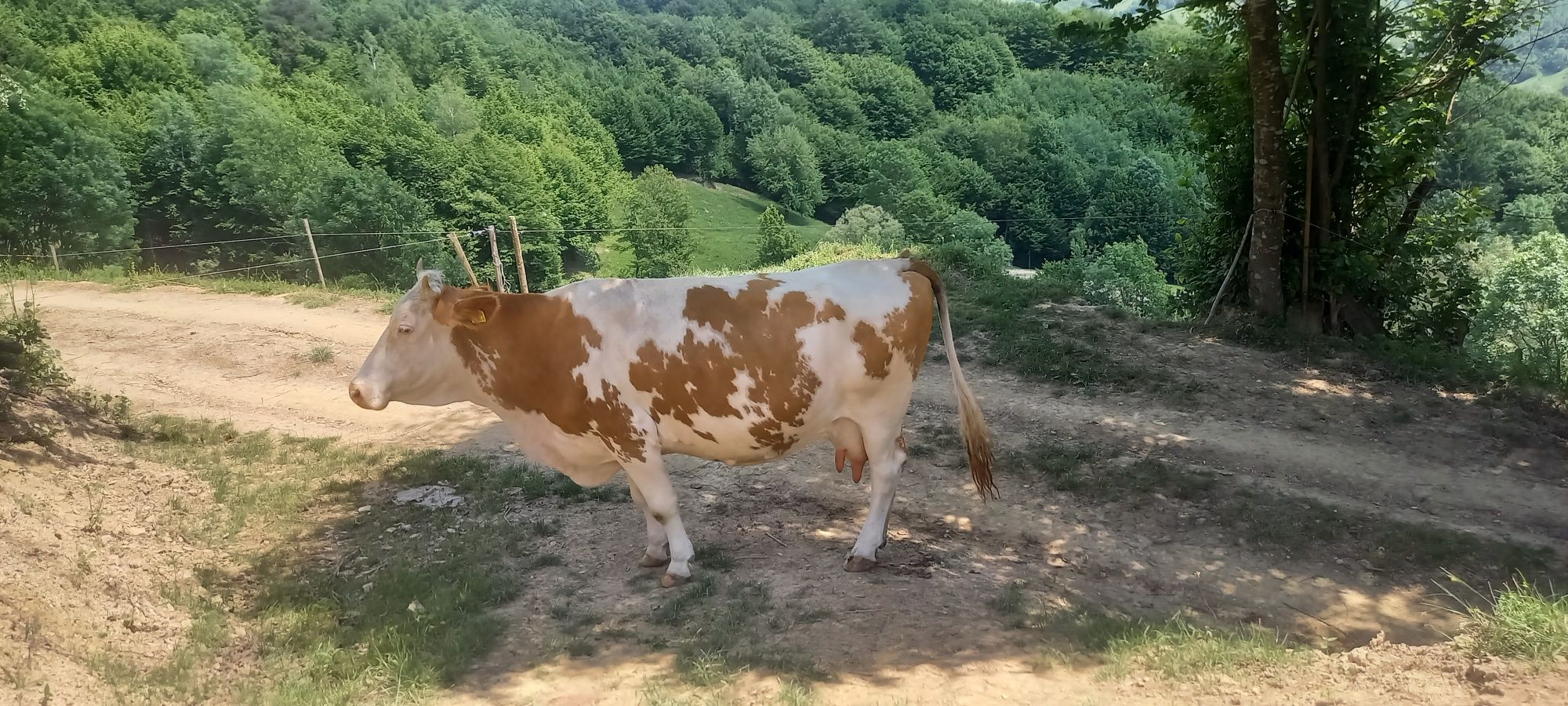 Vacă de vânzare.