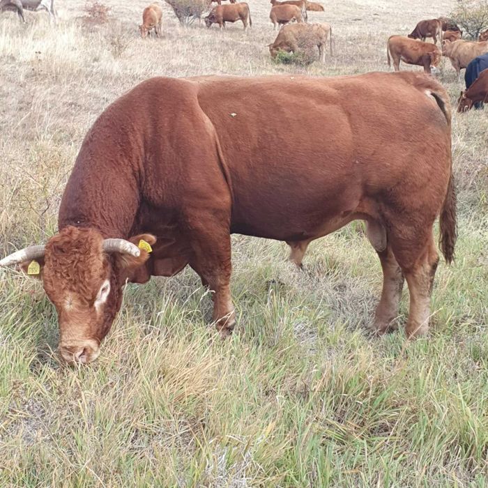 Продавам телета и коне