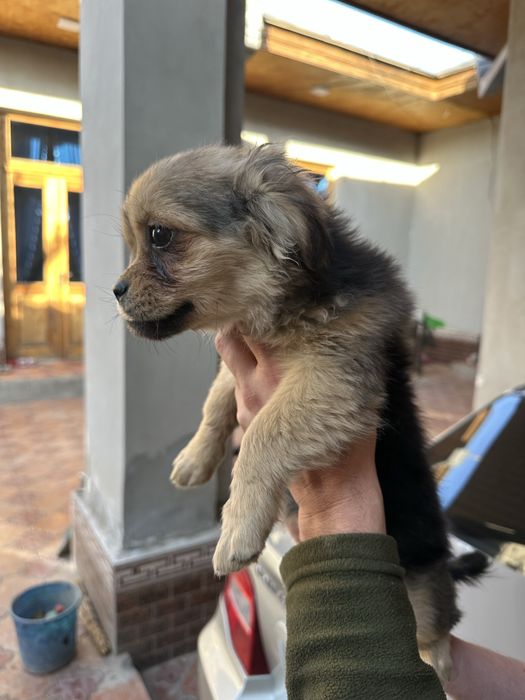 Продаются щенки пекинеса 2 шт очень шустрые игристые отец привозной