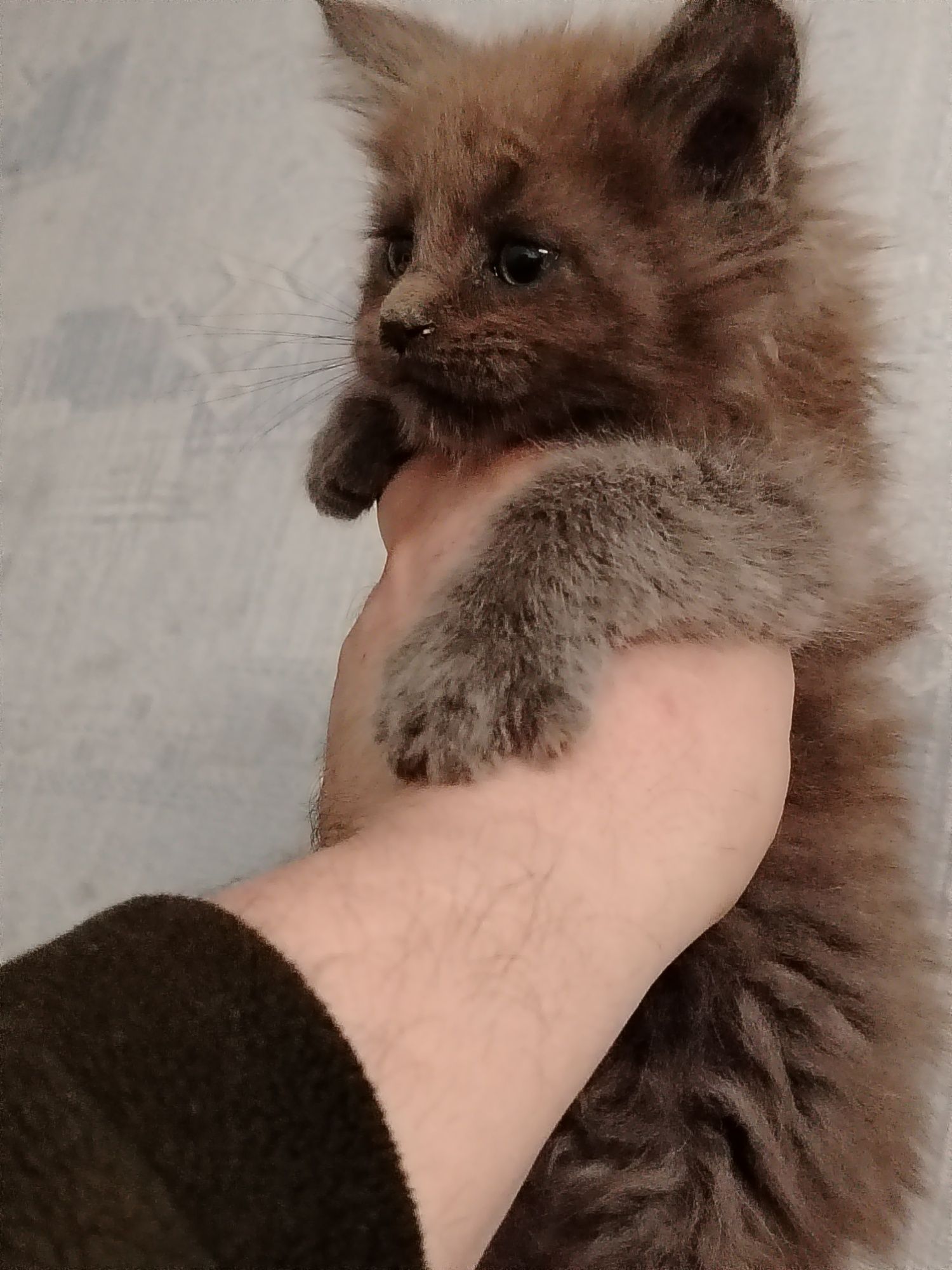 Котята Мейн куны из питомника
