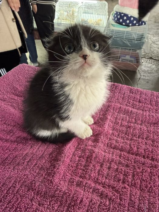 Скотиш фолд