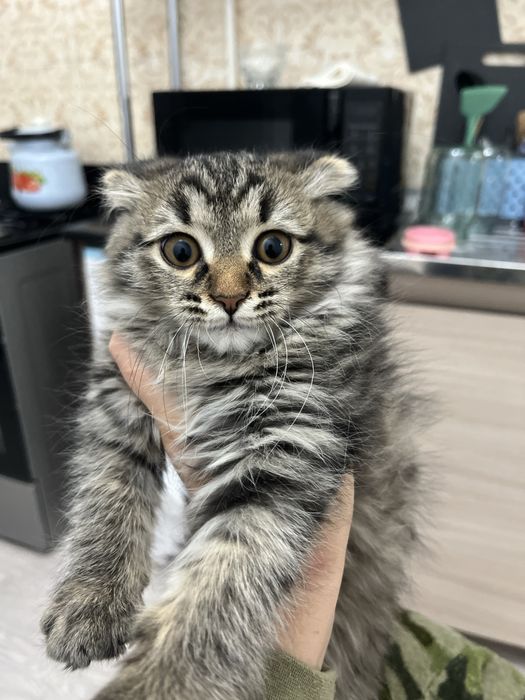 Отдам в добрые руки, в связи с переездом