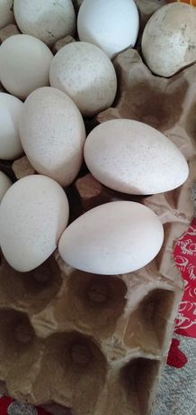 Яйца индюшиные инкубационные