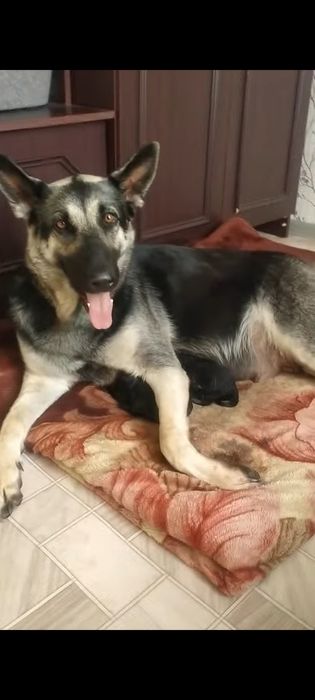 Открыта бронь на щенков восточно-европейской овчарки 17 октября 2025 г