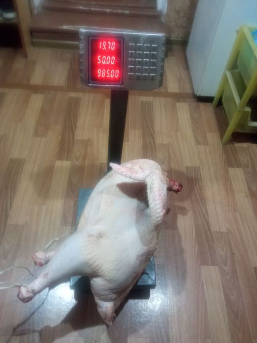 Продаётся индейки