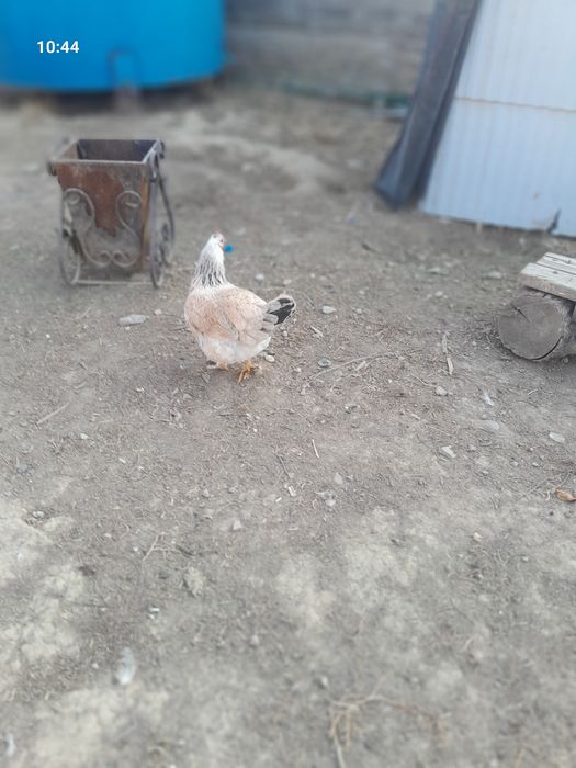 Тауықтар домашнее  куры  тауқ