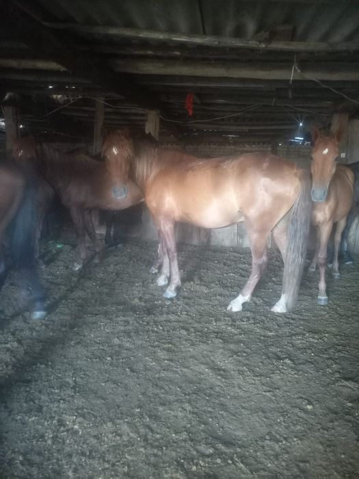 Ат сатылады 5 жасар Бескарагай . Жетіжар