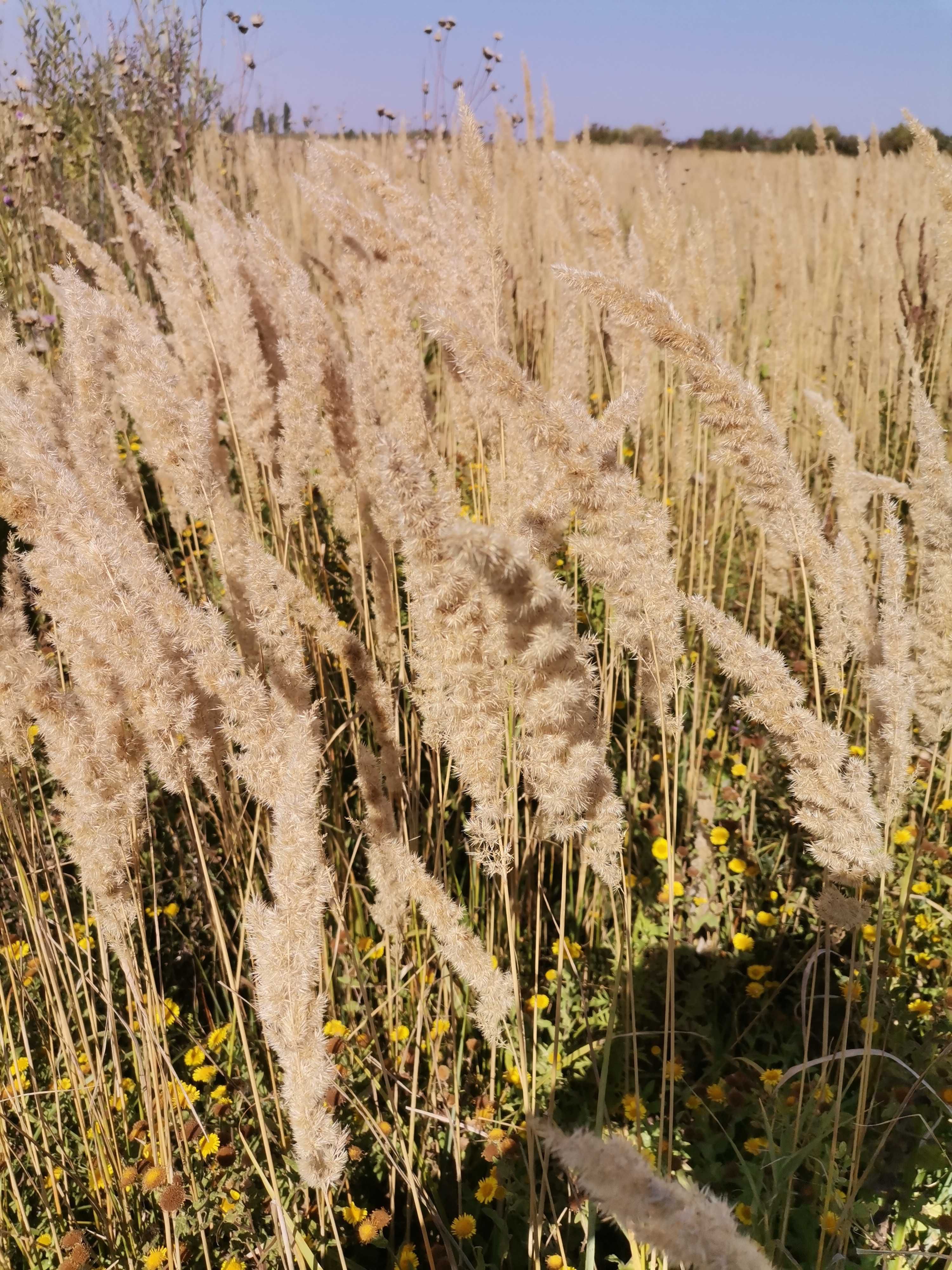 Iarba Pampas Natural