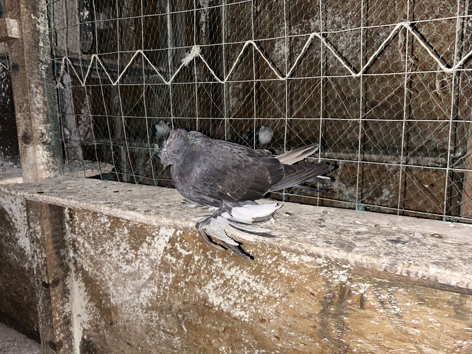 Tobosari germani+takla+breji