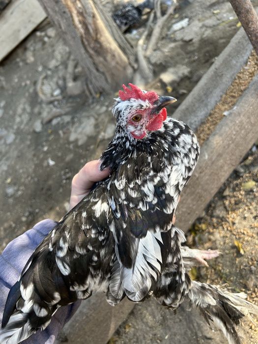 Gainușe si cocoși de munte