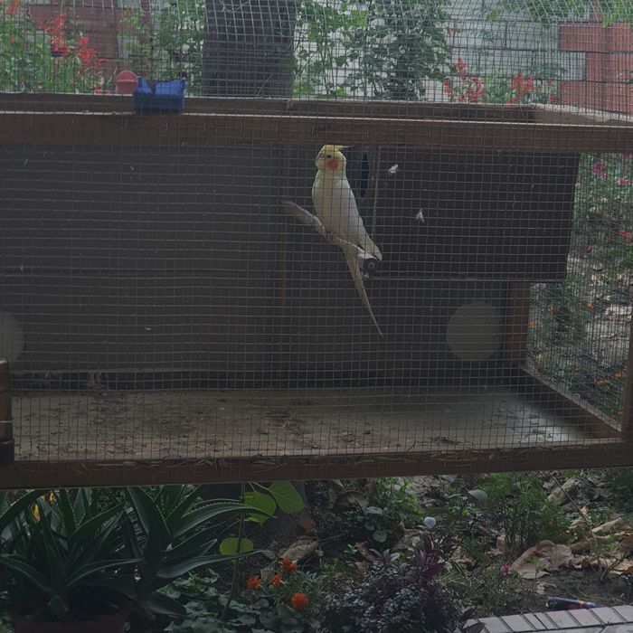 CORELLA qush sotiladi arzon