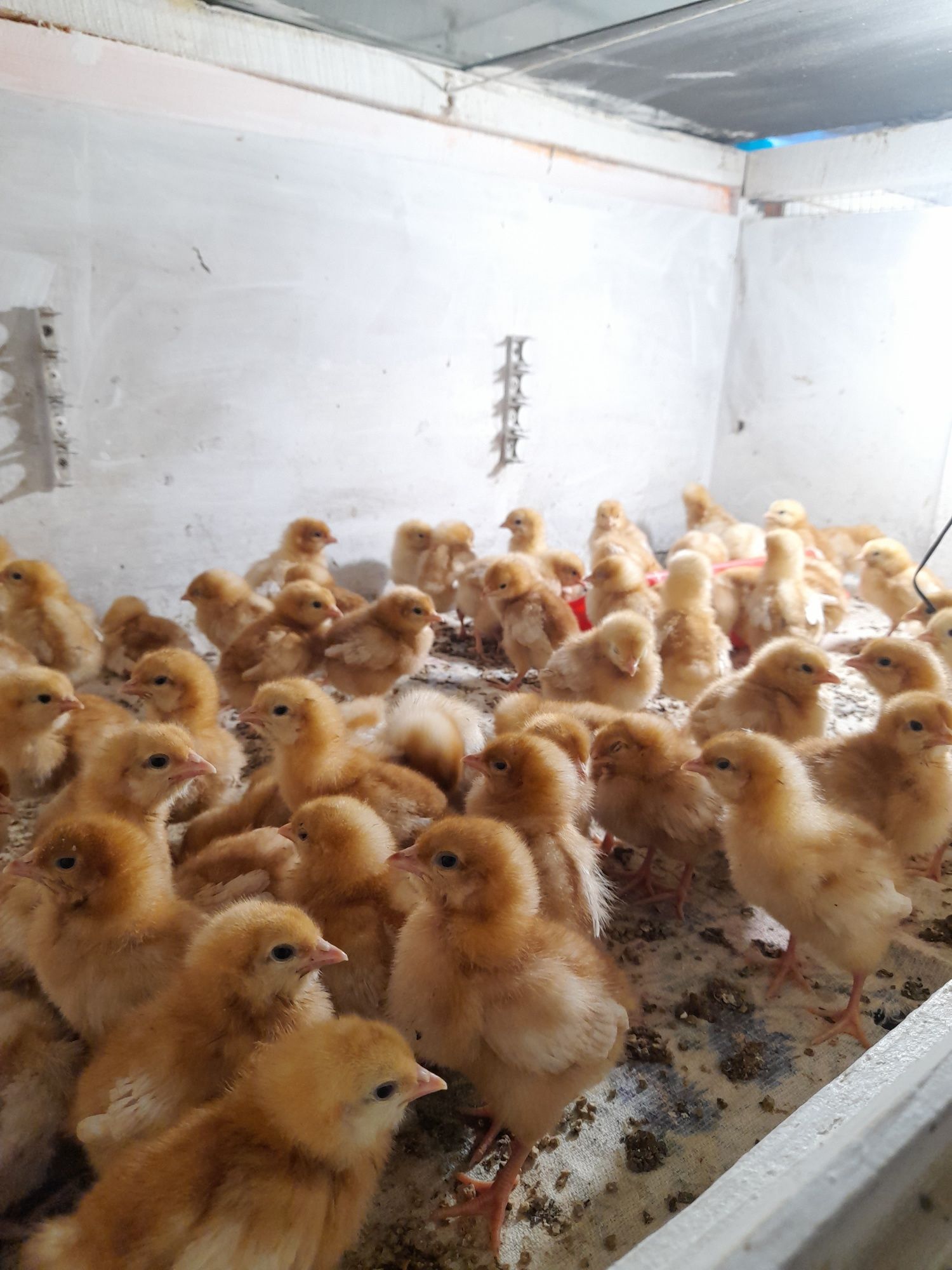 Продажа цыплят Породы Ленгорные Голландские бройлегные обращаться в ли