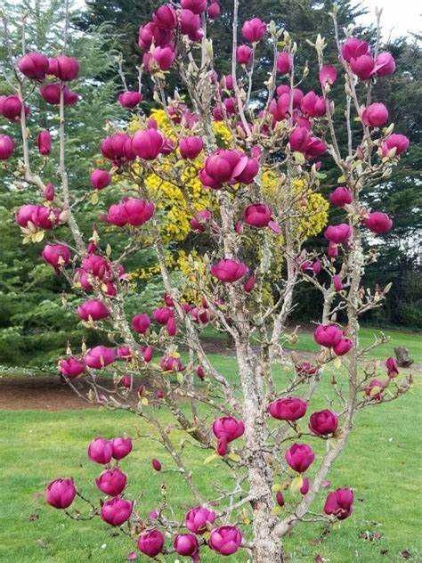 Magnolia galbena albastra susan superba ricki