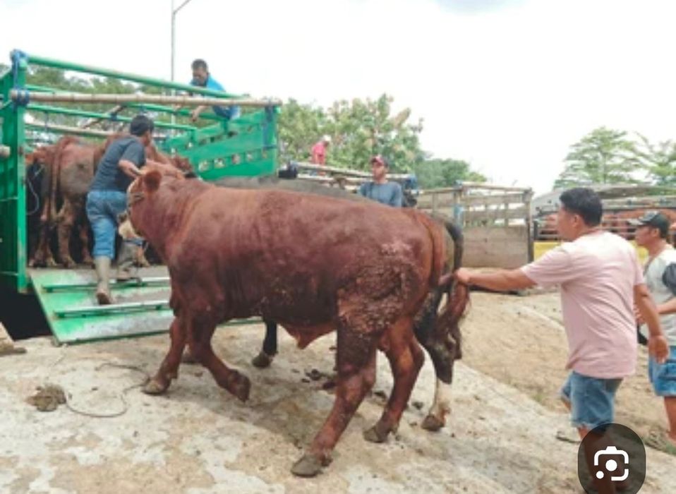 Қасапшы мал сою.