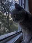 Motan British Shorthair