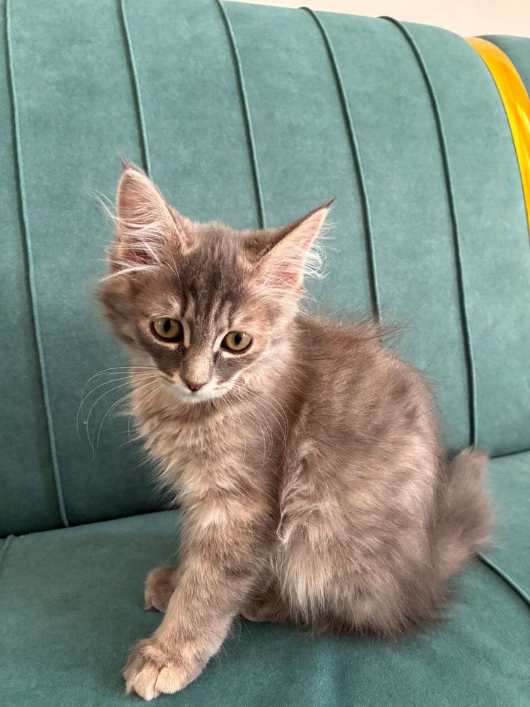 Отдается котенок 2 мес