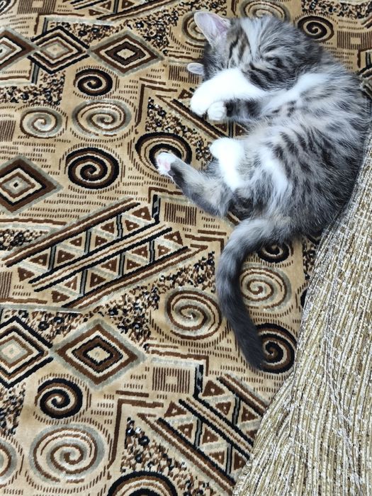 Котёнок , очень ласковая кошечка, Шейла