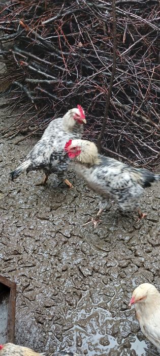 Schimb cocoși cu găini sau alte păsări