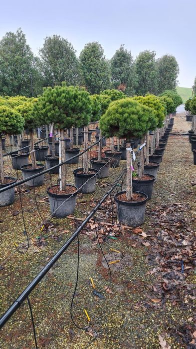 Vând diferite specii de plante ornamentale