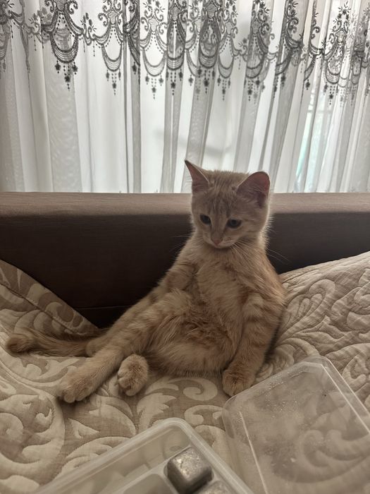 Отдам котенка в хорошие руки