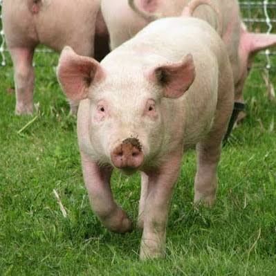 Продавам селскостопански животни