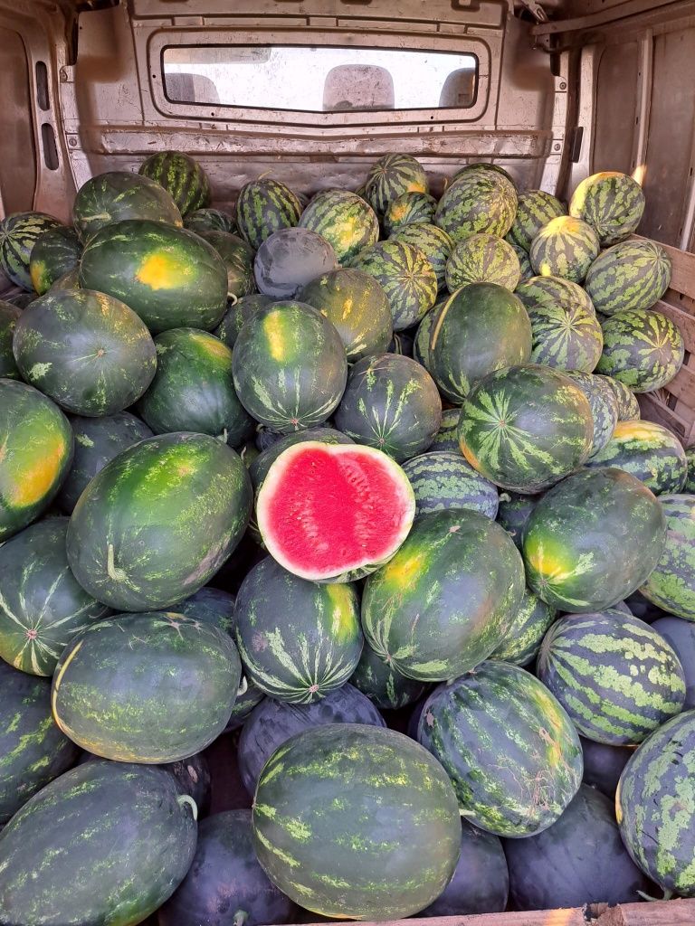 Pepeni en gros de vânzare