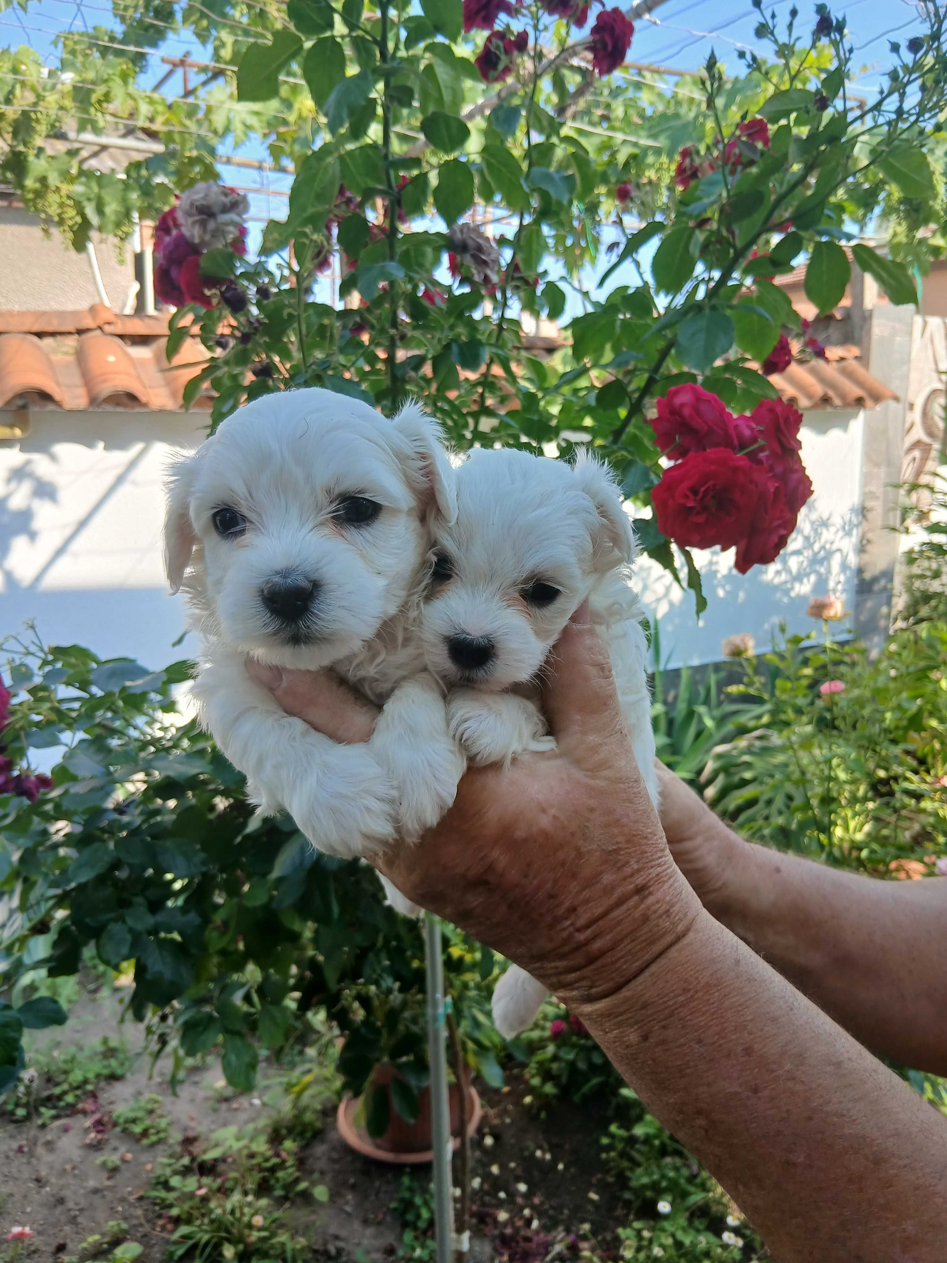 Продавам малки кученца малтийска болонка