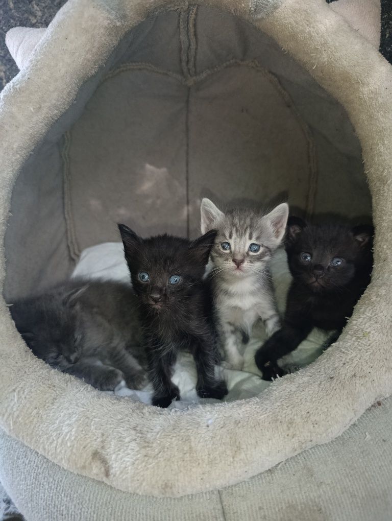 Котята в самые добрые любящие руки