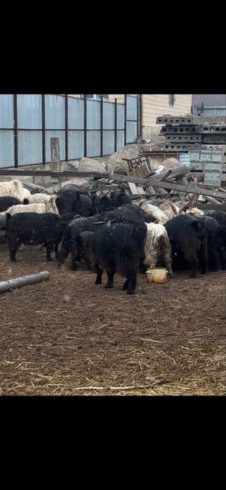 Лақ, туша ешкірелер