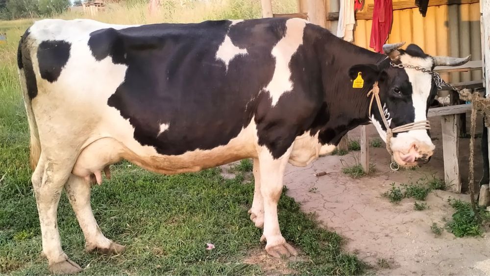 Продам дойную корову